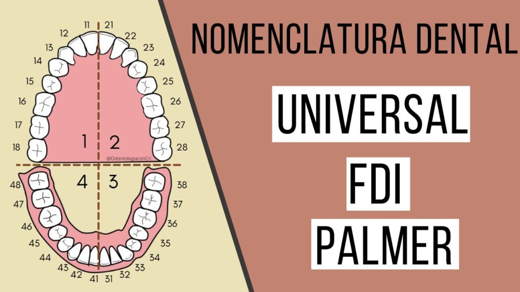 nomenclatura dental en ortodoncia