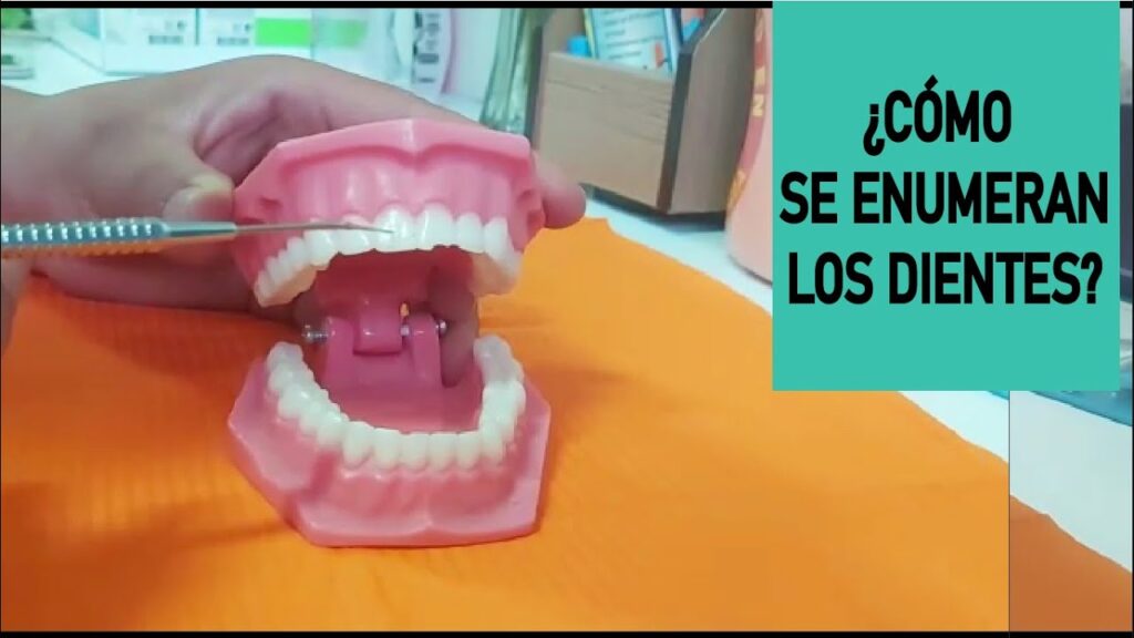 numeracion dientes ortodoncia