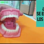 numeracion dientes ortodoncia